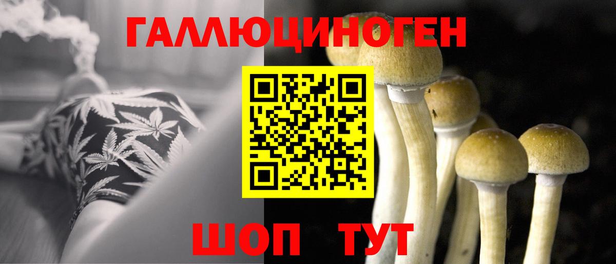 Осинники  Псилоцибиновые грибы Psilocybe  Вход с VPN  Галлюциногенные грибы ЛСД 